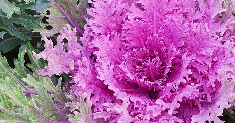 De "Tokyo" -sierkoolserie zal de tuinman bekoren die waarde hecht aan een formele uitstraling