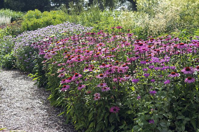 Andere knappe bordeauxbladige bloemen om te proberen in de zonnige border zijn onder meer winterharde
