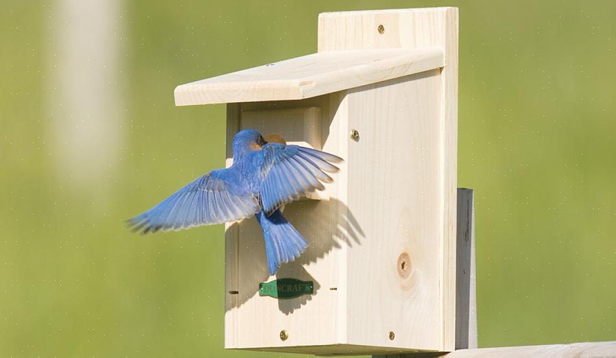 Wanneer moeten vogelhuisjes klaar zijn om nieuwe gevederde gezinnen te huisvesten