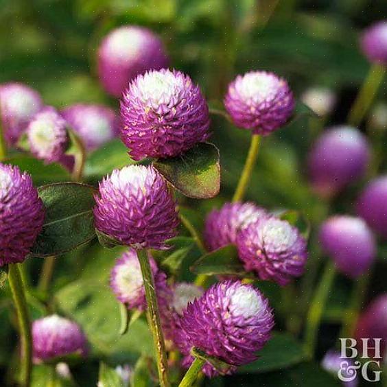 Witte of rode bloemen van de globe-amarant trekken ook vlinders