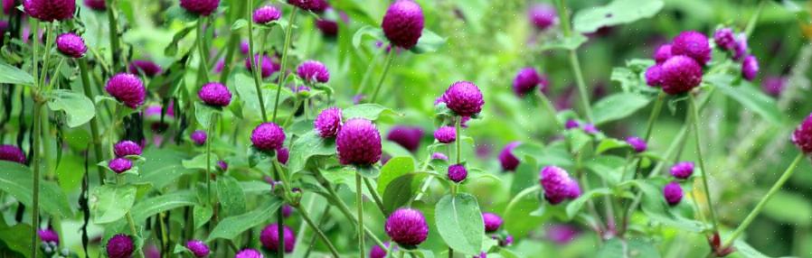 Globe amaranth bloemen zijn uitstekende kandidaten om te drogen voor potpourri