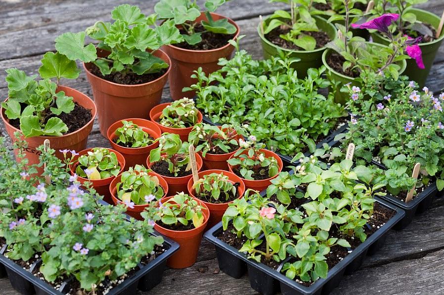 Kruiden te planten