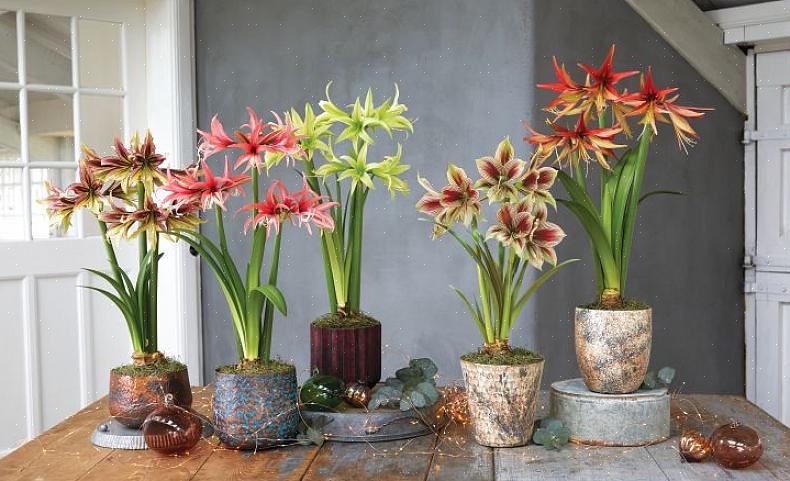 De belangrijkste redenen waarom Amaryllis niet bloeit