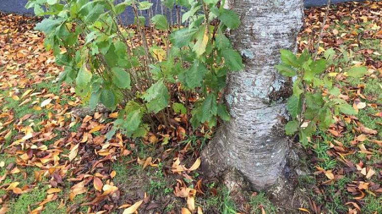 Uitlopers worden meestal als ongewenst beschouwd - je wilt de plant