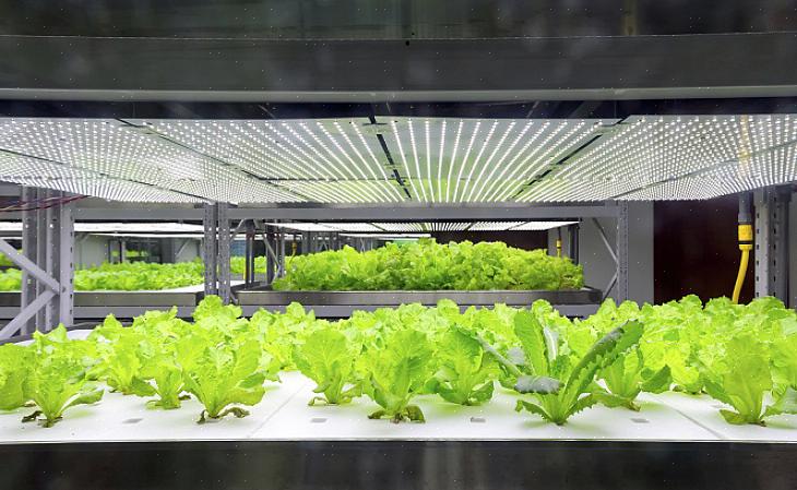 De duisternis is net zo belangrijk als het licht - net als dieren hebben planten tijd nodig om te rusten