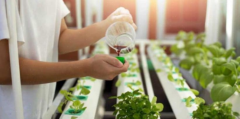 De pH-waarde van een voedingsoplossing heeft een enorme invloed op de hoeveelheid voeding die een plant