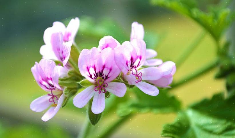 Geurende geraniums hebben klieren aan de basis van hun bladharen
