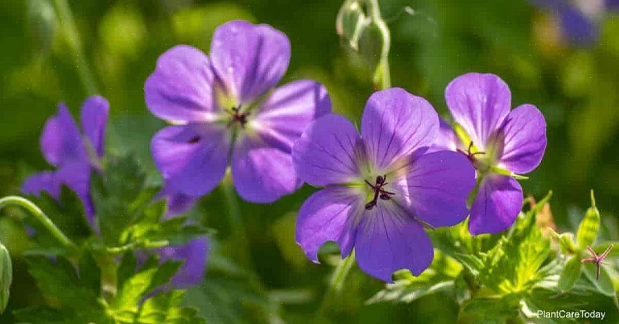 Geurende geraniums zijn eetbare bloemen