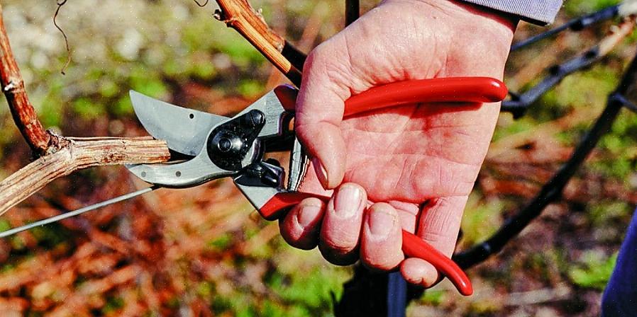 Er zijn in principe drie soorten handsnoeiers
