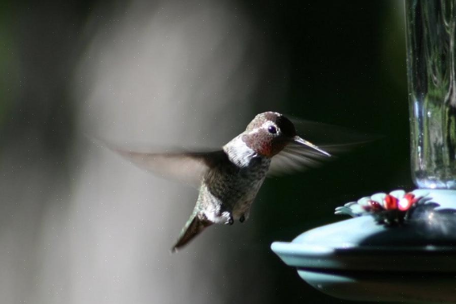 Maar wanneer precies moeten vogelaars kolibrievoeders verwijderen zonder het risico te lopen vogels
