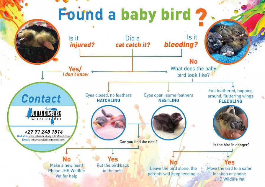 Wacht in plaats daarvan tot de oudervogels of een rehabilitator voor dieren in het wild de babyvogel