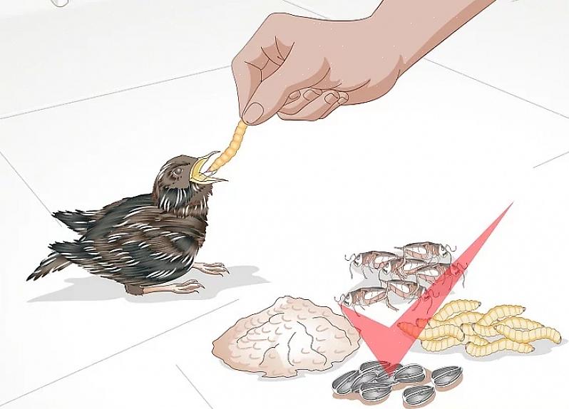 Als u een babyvogel vindt die hulp nodig heeft