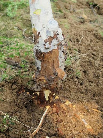 Schimmels vormen de kern van enkele van de meest voorkomende appelboomziekten