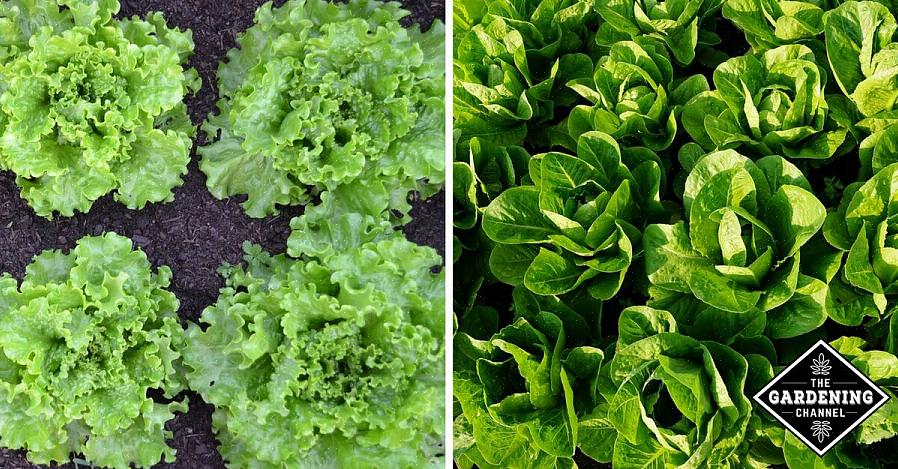 Groentetuinders praten vaak over het 'vastschieten' van hun planten