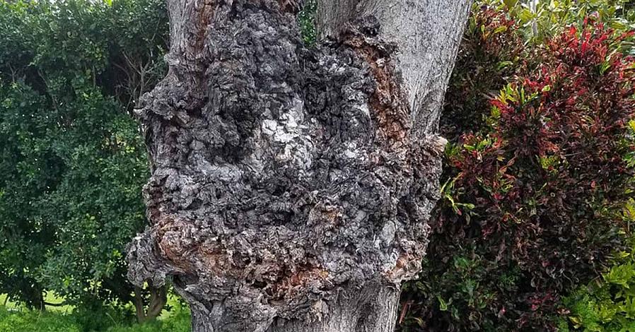 De schade is het meest in het oog springend bij bomen omdat kroongal een meerjarige ziekte is