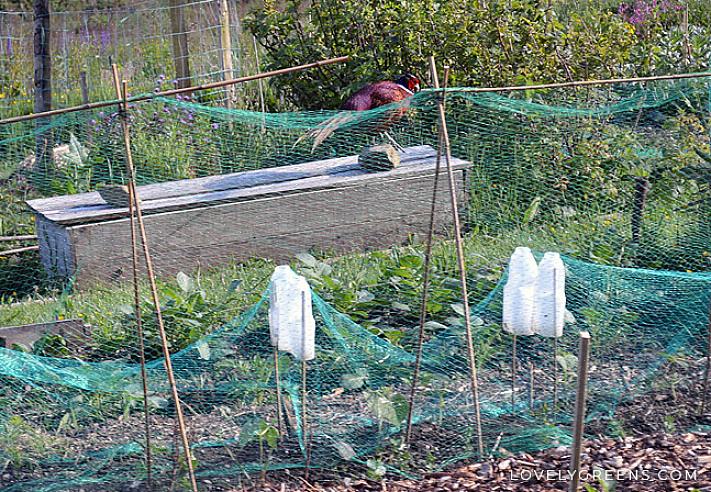 Naast ziekten kunnen vogels esthetisch