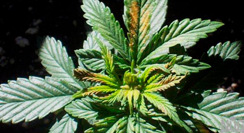 Er zijn een handvol aanvullende voedingsstoffen die nodig zijn voor plantengroei