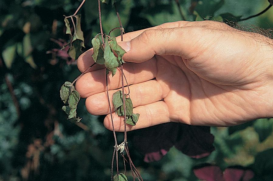 Clematis verwelken zorgt ervoor dat het blad
