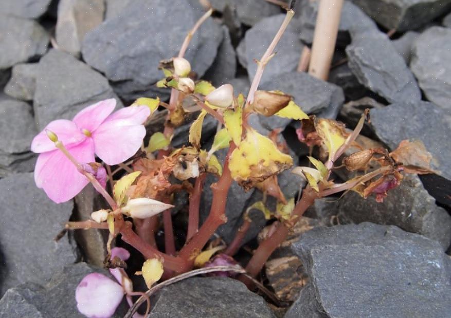 Balsam in a) Dit zijn hogere planten dan gewone Impatiens