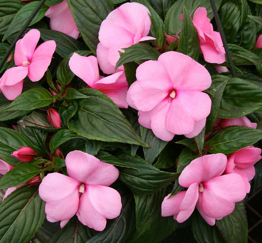 De laatste tijd is er een toename van valse meeldauw bij Impatiens-planten