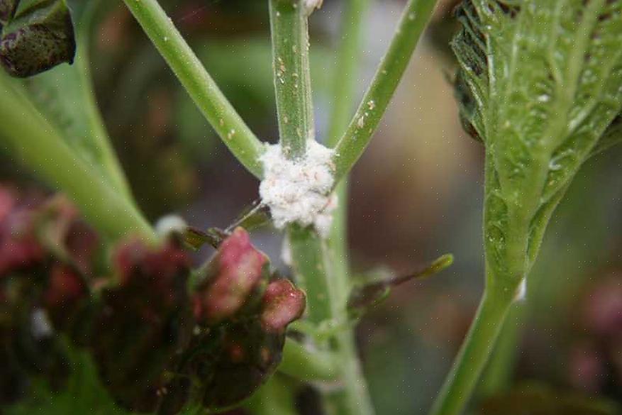 Clustering zijn wolluizen gemakkelijk te vinden op tuinplanten