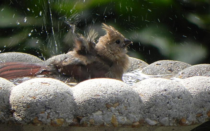 Op warme dagen hebben vogels verschillende manieren om hun lichaamstemperatuur te regelen om oververhitting