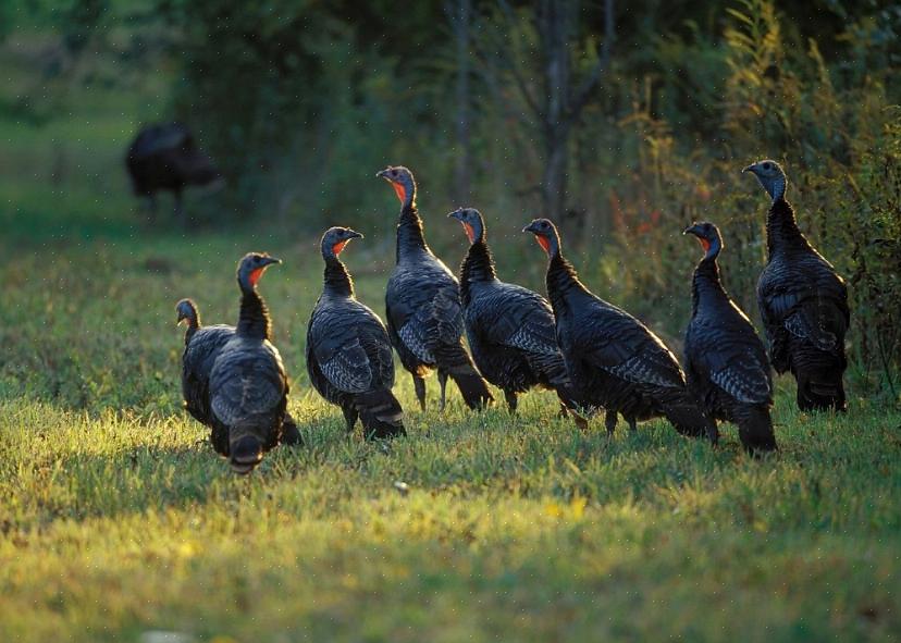 Vogels hebben verschillende gedragingen ontwikkeld die hen kunnen helpen koel te blijven bij warm weer