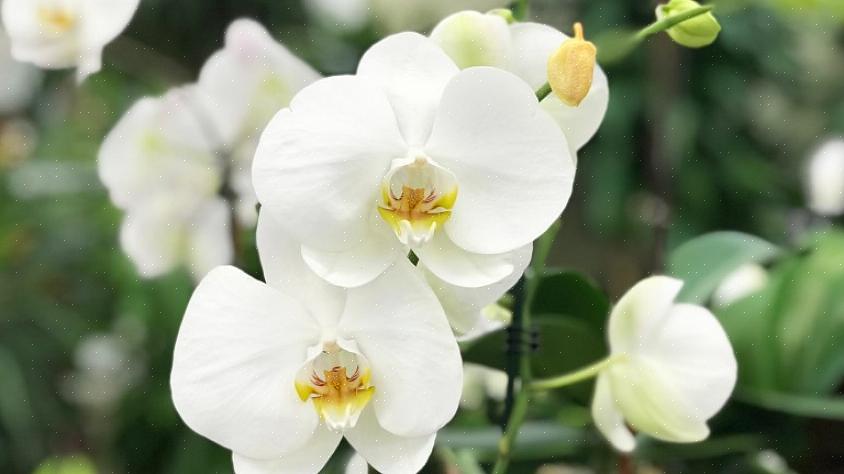 Als je orchidee nooit buiten de schemerige ruimte van het huis of kantoor komt