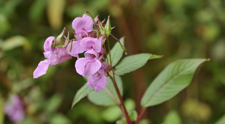 De invasieve plant kan zich verspreiden naar aangrenzende eigendommen