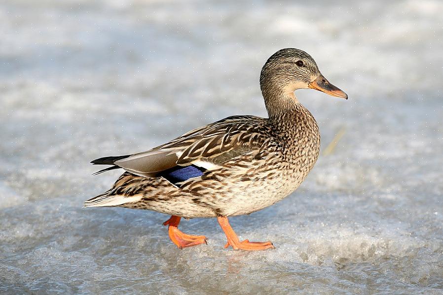 De meest voorkomende dabbling duck-soort is de wilde eend