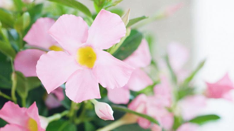Zullen Dipladenia of Mandevilla wat droogte verdragen