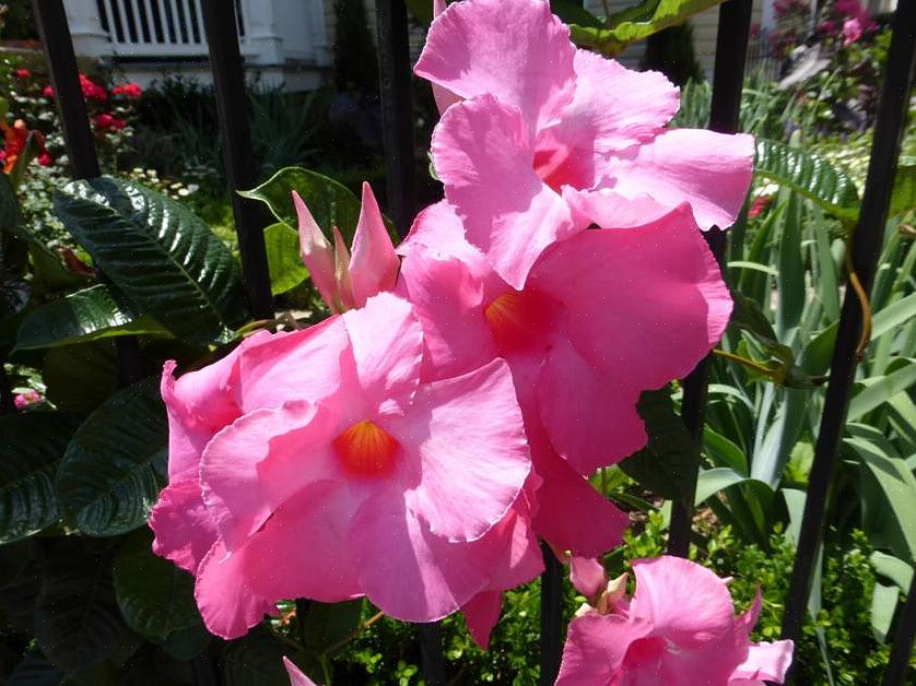 Algemeen wordt aangenomen dat Mandevilla