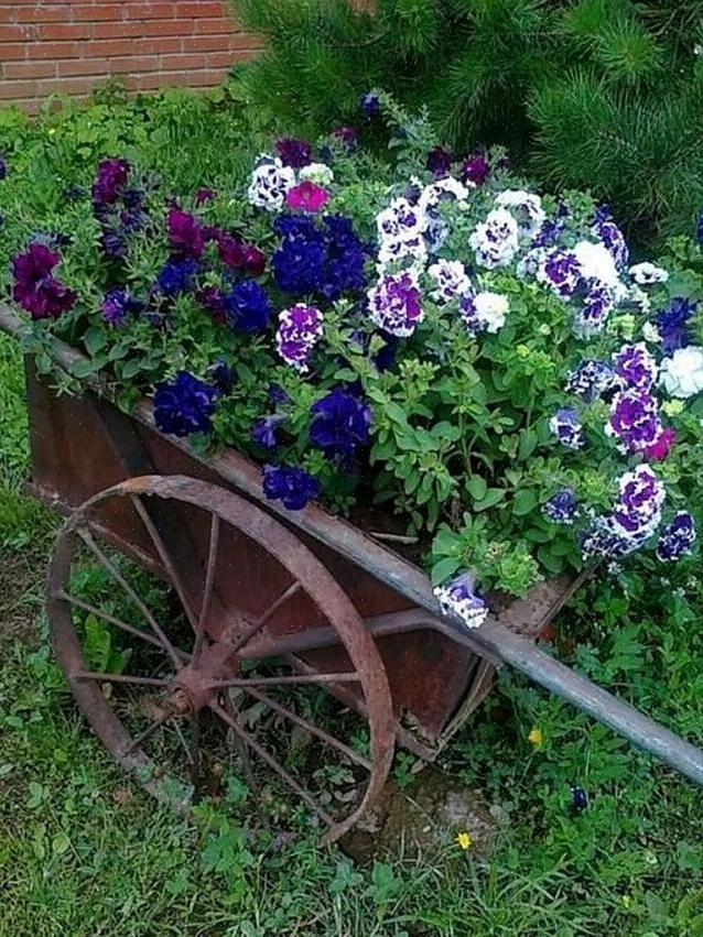 De klimopvorm heeft kleinere bloemen maar bloeit net zo uitbundig als de rechtopstaande vorm