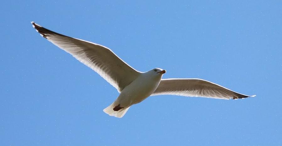 Helpen vogels te vliegen
