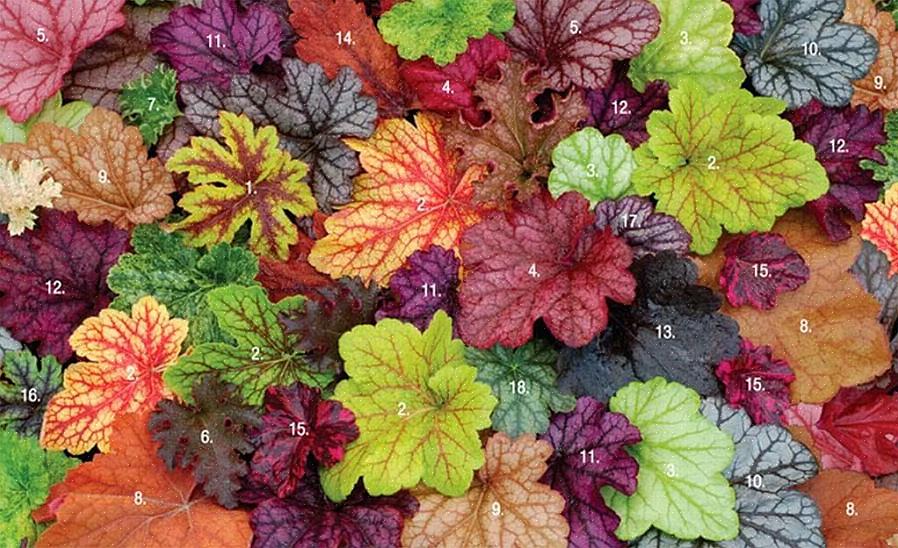 Er zijn bijna 300 bekende variëteiten van Heuchera (een inheemse Noord-Europese)