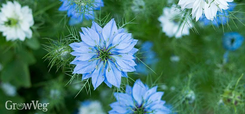 Maar de meeste meerjarige bloemen bloeien pas in hun tweede groeiseizoen