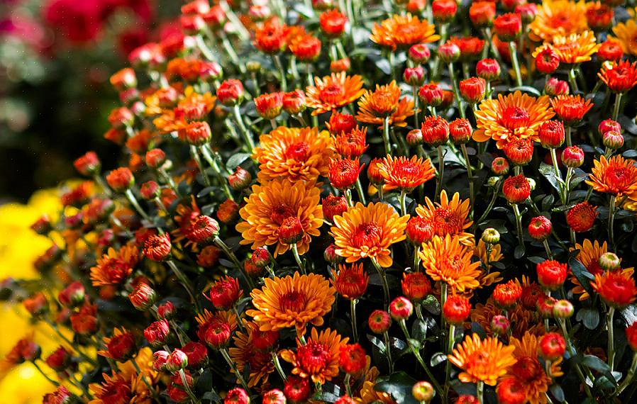 Zoek bij het kiezen van eenjarige bloemen voor maximale bloei naar jonge