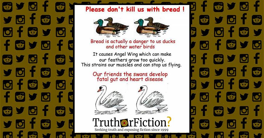 Veel vogelaars maakten voor het eerst kennis met de geneugten van dieren in het wild door eendenbrood