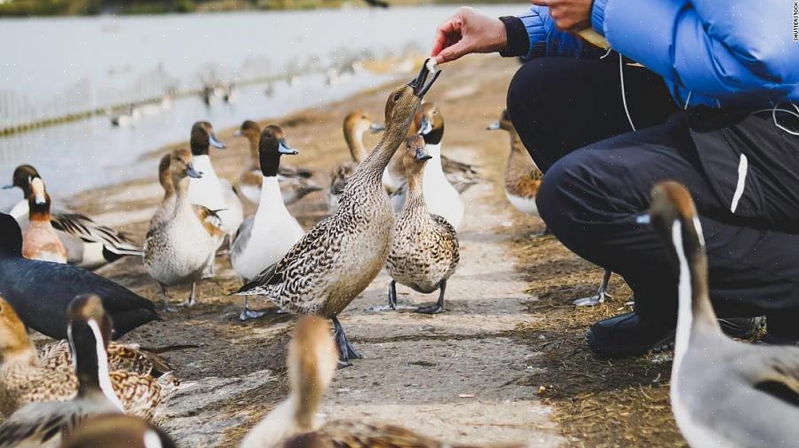 De beste manier om oud brood op te eten zonder het aan eenden te voeren