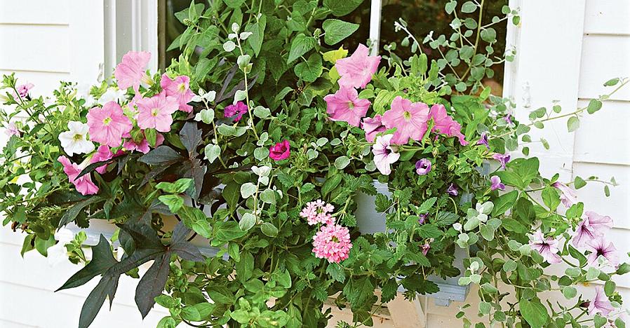 De bladeren kunnen ook verschroeien als de planten in hete