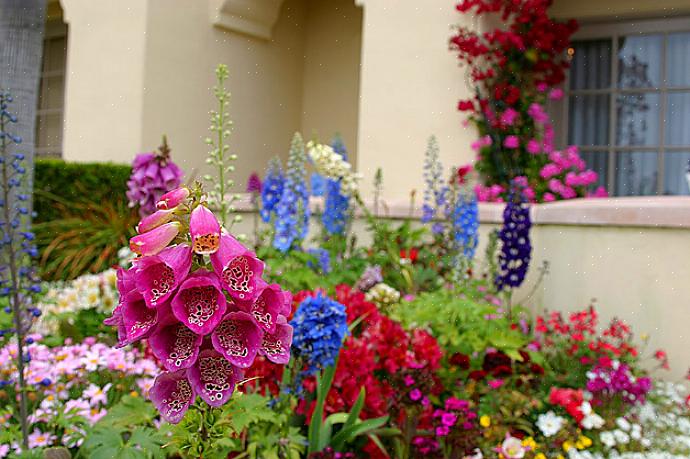 Of u vindt perkplanten aan het begin van de zomer in elk tuincentrum