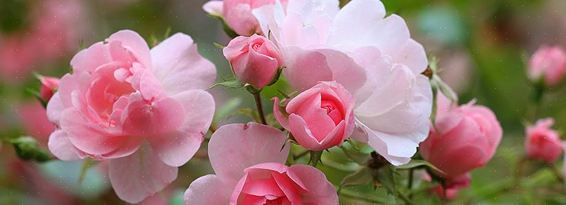 Rozen heupen laten vormen