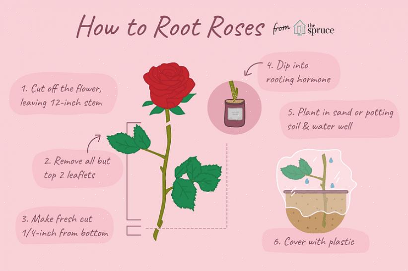 Stekken van deze planten zullen zich over het algemeen gemakkelijk voortplanten