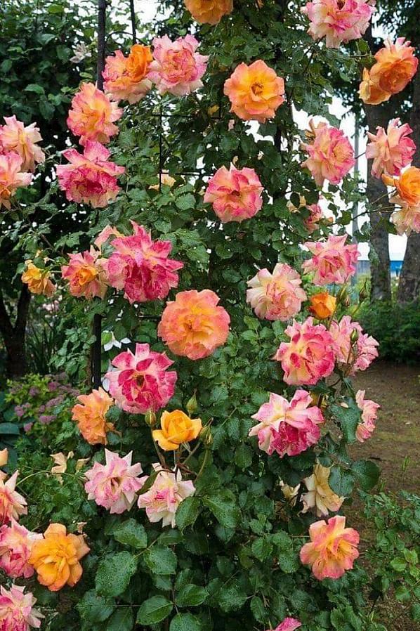 De Duitse introductie uit 1956 bloeit maar één keer in uw tuin