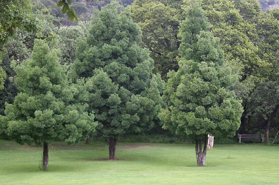 Yellow Wood of Kentucky Yellowwood worden genoemd