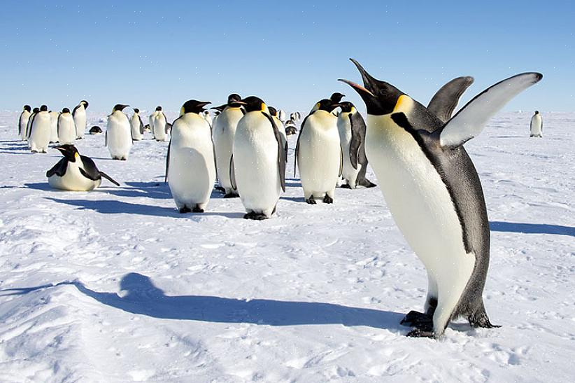 Er zijn 22 soorten albatrossen in de wereld