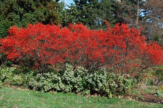 Winterberry Holly of Winterberry is onze inheemse