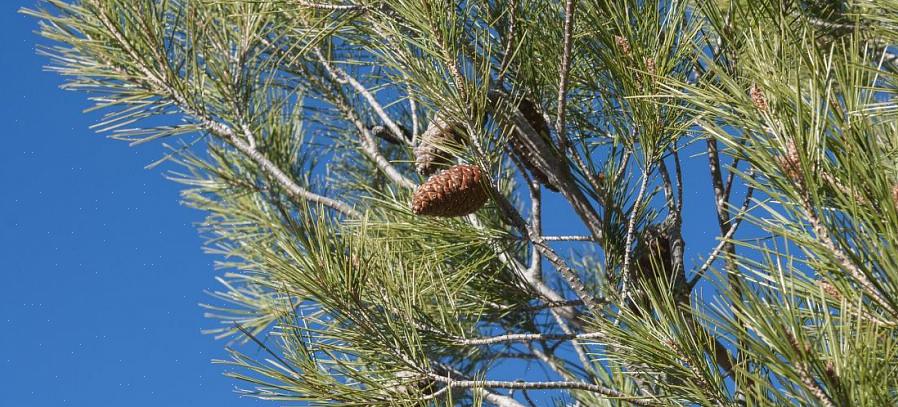 Net als andere pijnbomen is de Aleppo-den eenhuizig