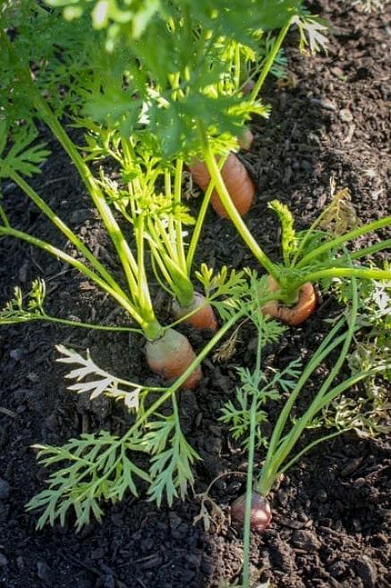 Wanneer planten aan hun lot worden overgelaten