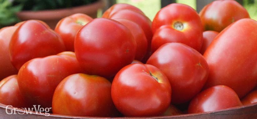 De variëteiten in het late seizoen worden aan het begin van het tuinseizoen geplant